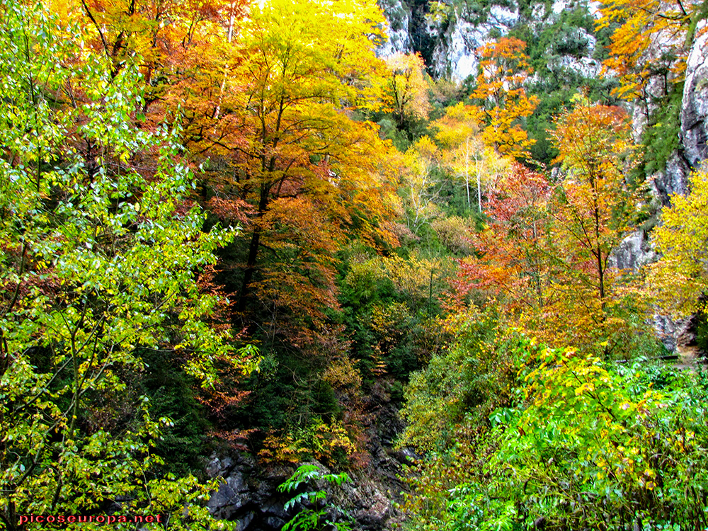 Foto: Otoño en el Desfiladero del río Bellos, Ordesa, Pirineos de Huesca, Aragón