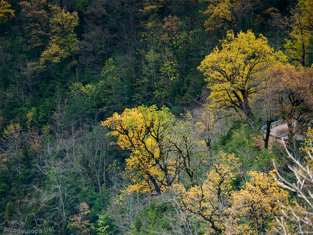 Foto: Otoño en el Desfiladero del río Bellos, Ordesa, Pirineos de Huesca, Aragón