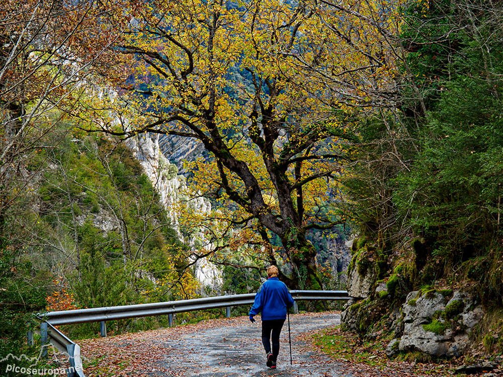 Foto: Otoño en el Desfiladero del río Bellos, Ordesa, Pirineos de Huesca, Aragón