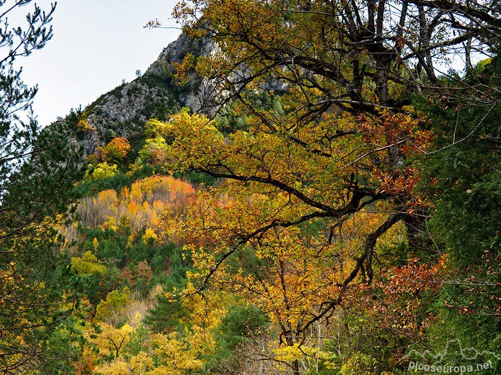 Foto: Otoño en el Desfiladero del río Bellos, Ordesa, Pirineos de Huesca, Aragón