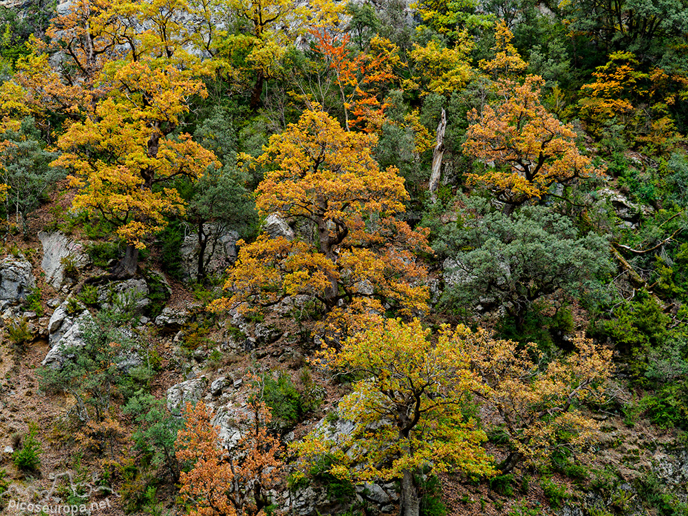 Foto: Otoño en el Desfiladero del río Bellos, Ordesa, Pirineos de Huesca, Aragón