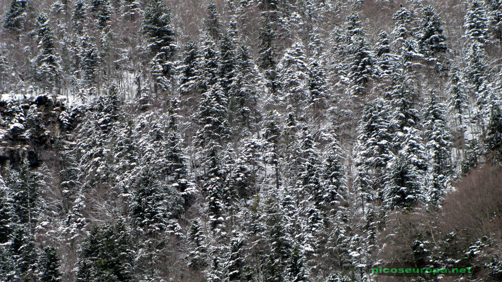 Foto: Paredes del Valle de Ordesa en invierno