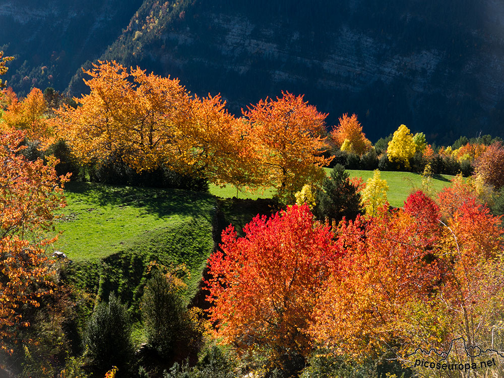 Foto: Prados y bosque alrededor del inicio del recorrido en el pueblo de Espierba. Valle de Pineta, Ordesa.