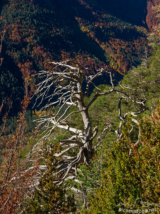 Foto: Valle de Pineta, Parque Nacional de Ordesa y Monte Perdido