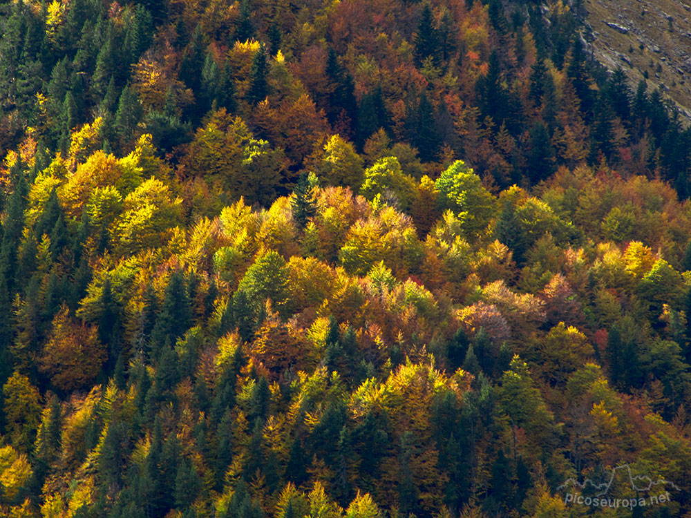 Foto: Valle de Pineta, Parque Nacional de Ordesa y Monte Perdido