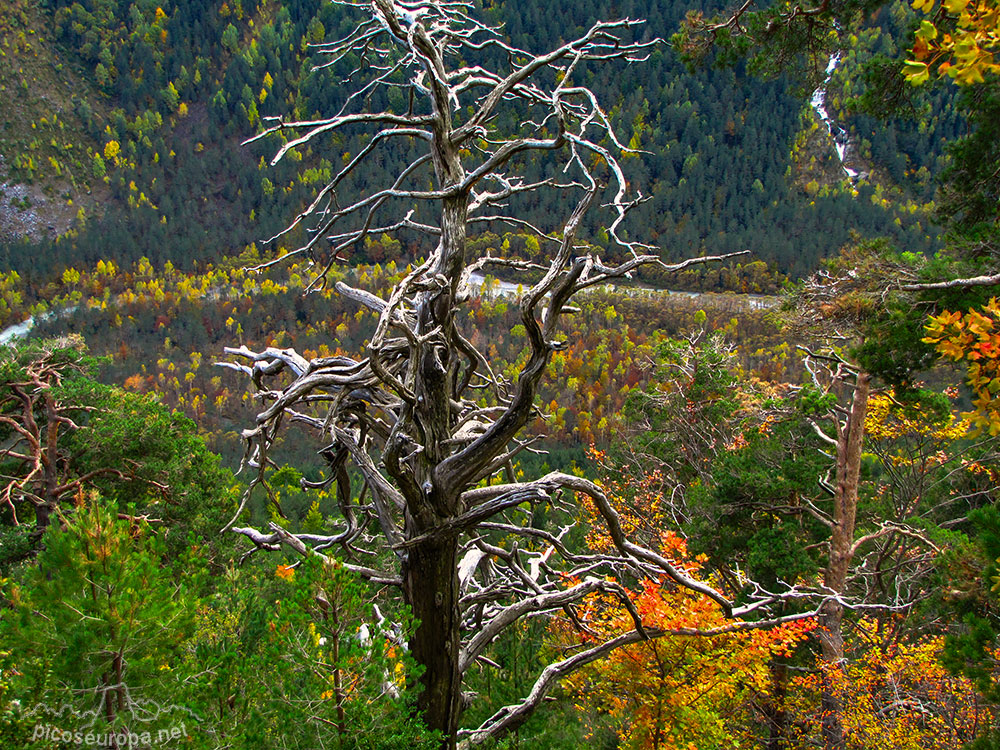 Foto: Valle de Pineta, Parque Nacional de Ordesa y Monte Perdido