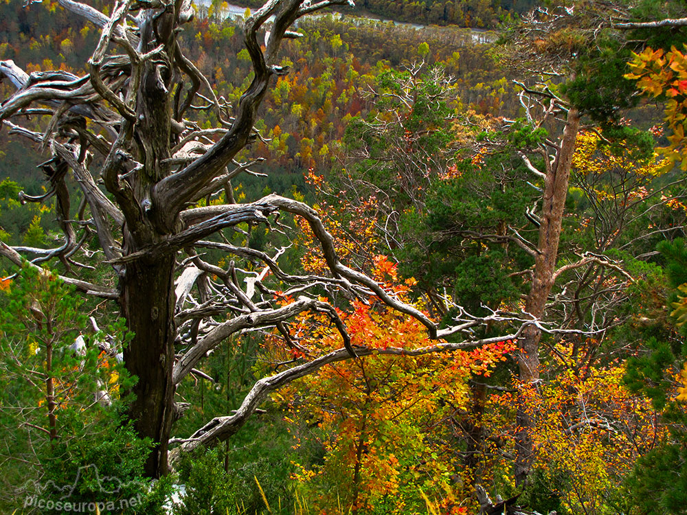 Foto: Valle de Pineta, Parque Nacional de Ordesa y Monte Perdido