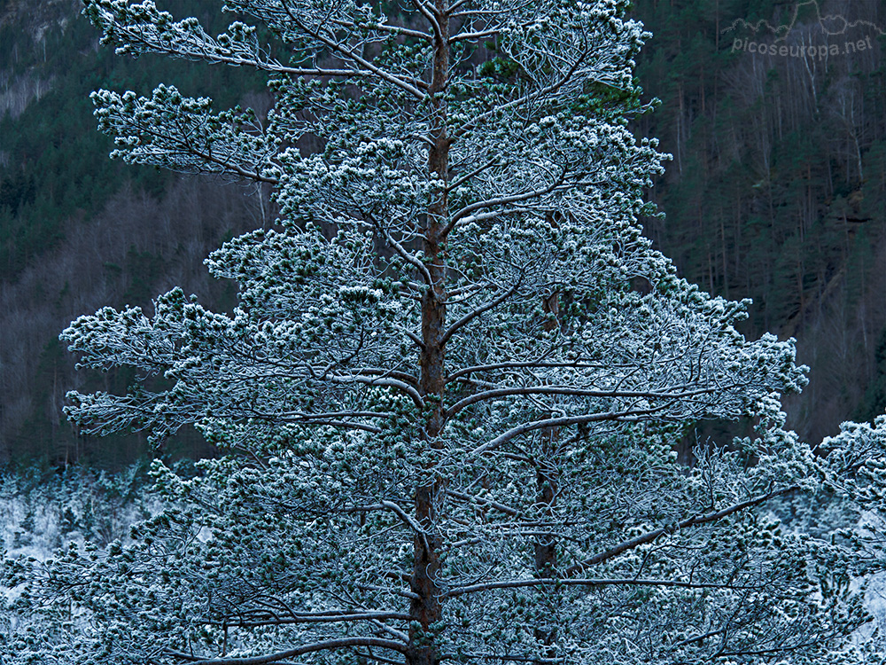 Foto: El Valle de Pineta en invierno, Pirineos de Huesca, Aragon, Parque Nacional de Ordesa y Monte Perdido