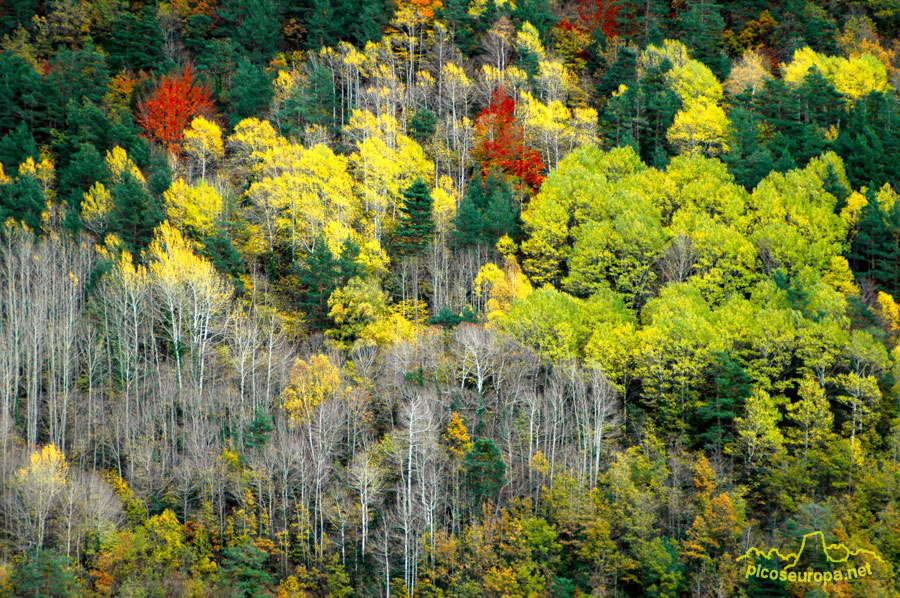 Foto: Bosques en la entrada de Torla, Pirineos de Huesca, Aragon, Parque Nacional de Ordesa y Monte Perdido